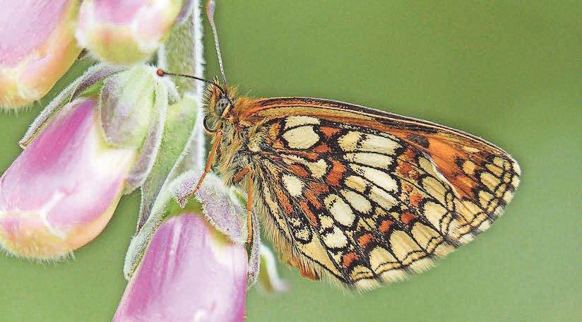 Resurgence of rare butterfly that was close to extinction