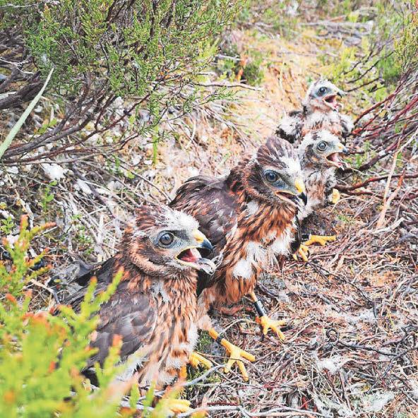 Record number of hen harriers killed or missing, RSPB warns