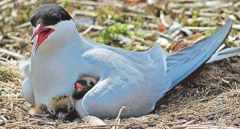 Arctic tern numbers down nearly a third at key site