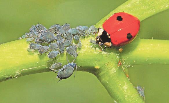 The year of the aphid