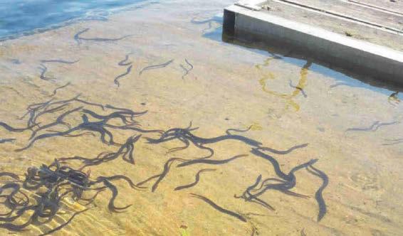 European eels – the marine-to-mainland metamorphosising magician