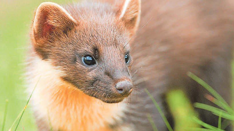 Reintroduced pine martens produce young on Dartmoor