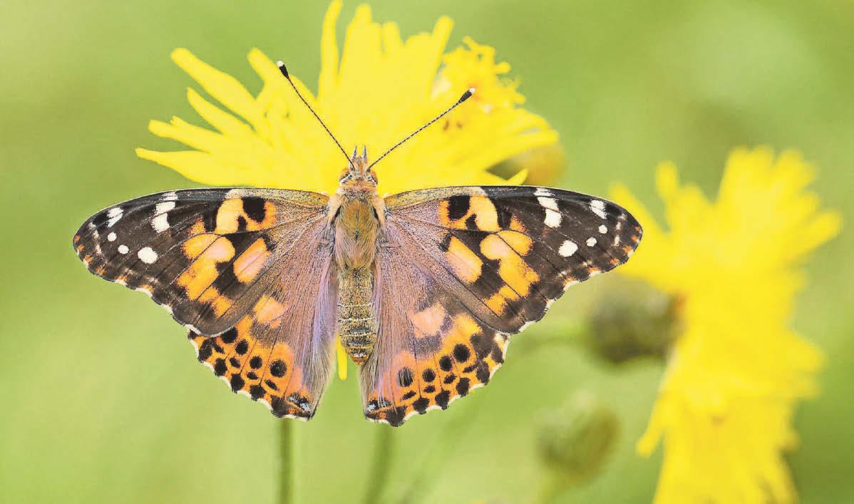 Expert advice Rare butterflies to spot this year