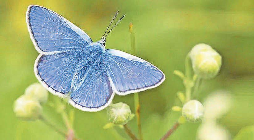 Public urged to join butterfly count after decline in numbers