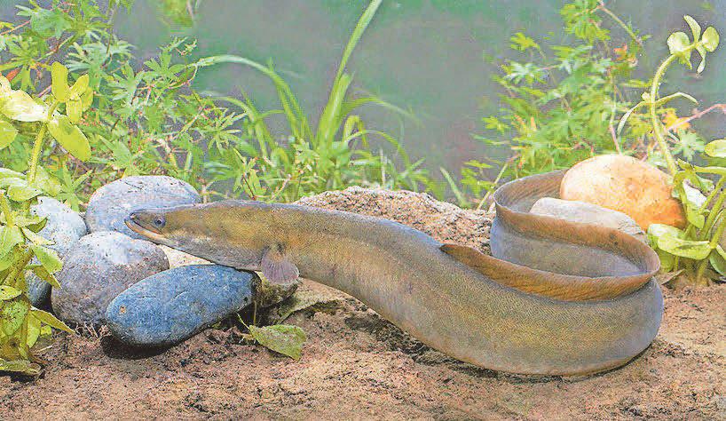 'Eel lanes' created in rivers to assist 4,000-mile migration