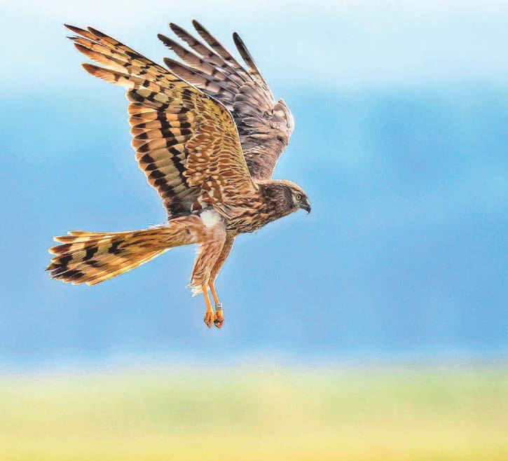 Joy at successful breeding by rare Montagu’s harriers