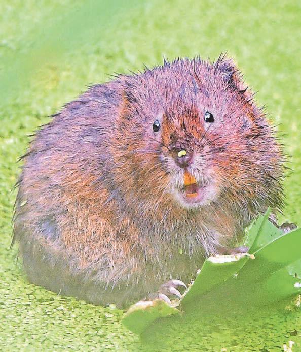 £13m scheme boosts rare wildlife but ‘time running out’ for nature