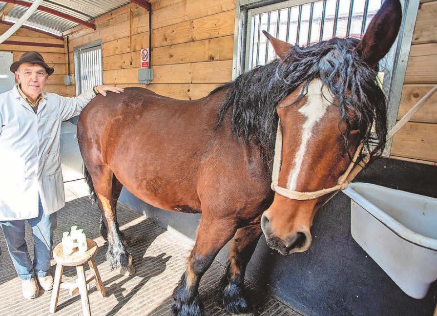 'Sweet nutty taste' - mare's milk sells for £24 a litre