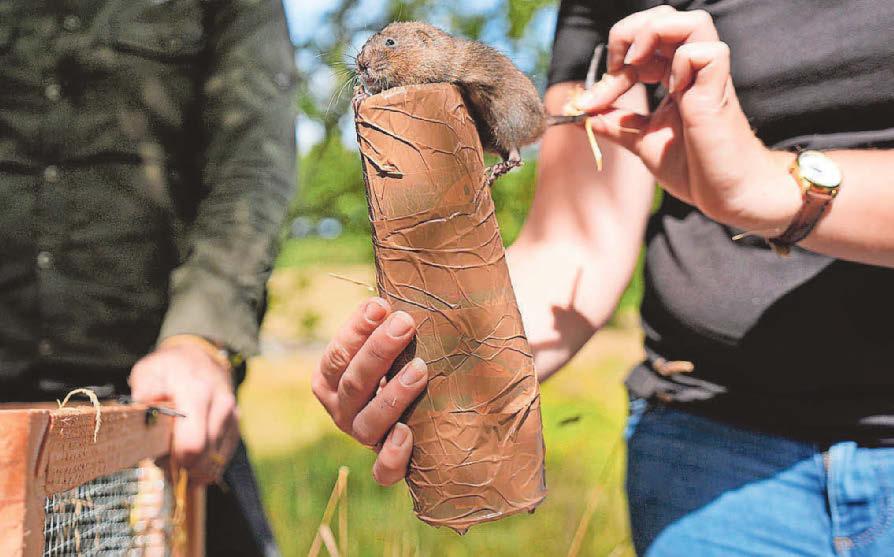 Water voles reintroduced to six sites in southern England