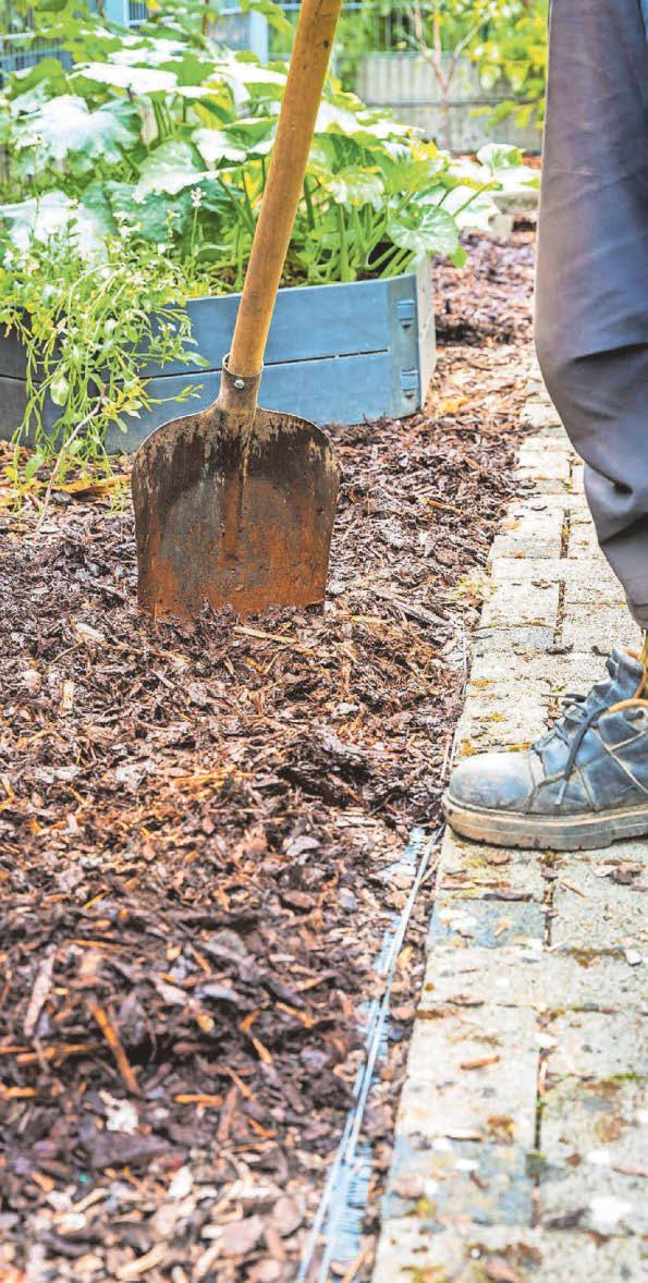 Expert advice Get your garden autumn-ready