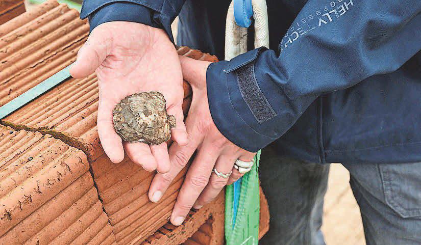 Pioneering oyster reef project aiming to boost biodiversity