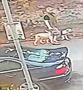 Dog attack Appeal to find man after baby hurt in park