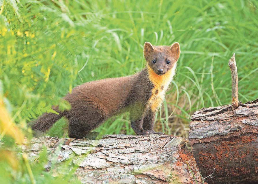 Look who's back! Pine martens return after 100-year absence