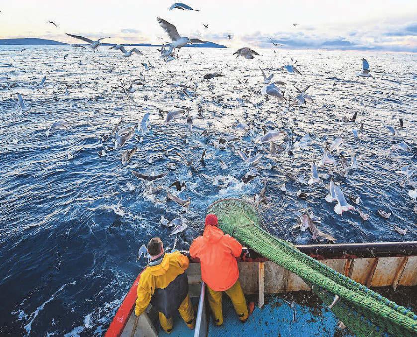 Collapsing fish stocks prompt experts to advise 'zero catch'