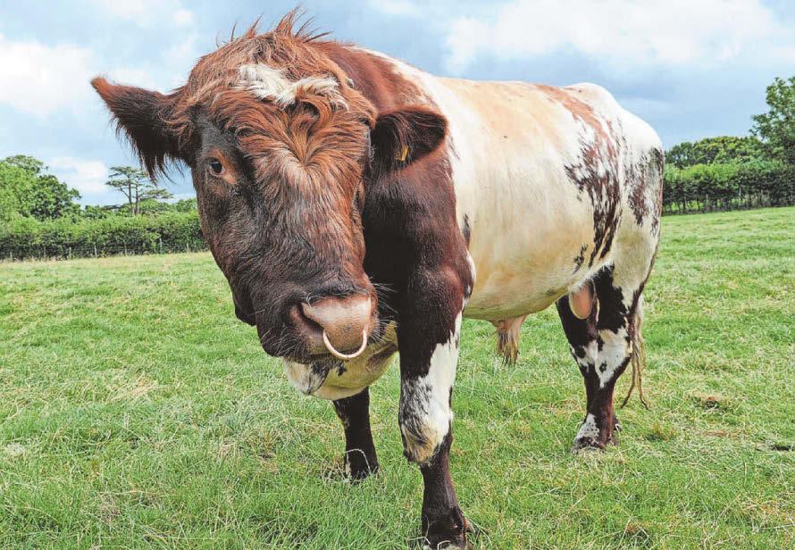 Marathon moo-ved Herd of bulls force course to be cut to 25 miles