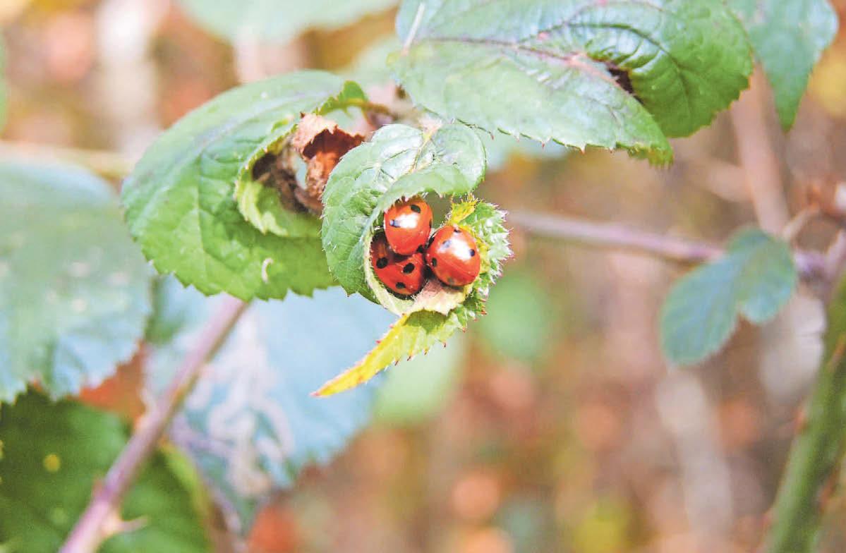 Why so many ladybirds?