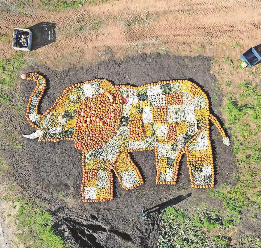 Jumbo mosaic at zoo farm's pumpkin patch