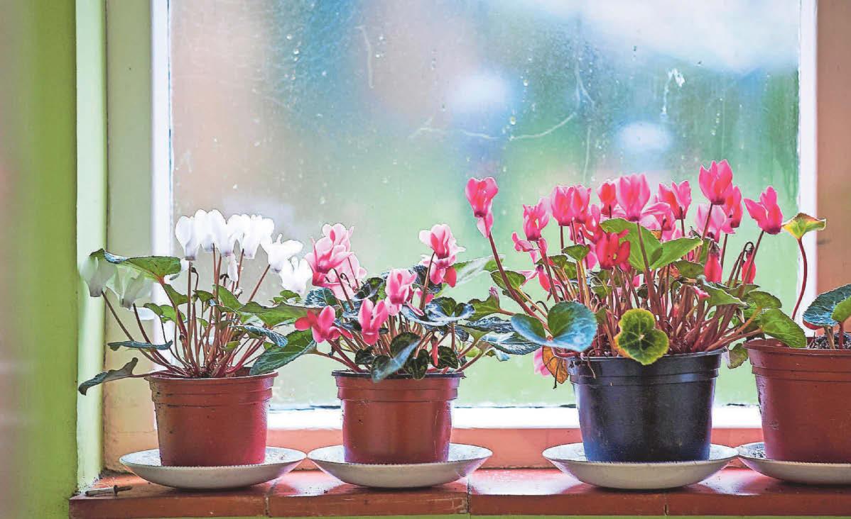 Expert advice Houseplant trends for autumn