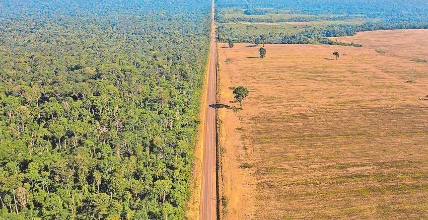 Supermarkets warned over animal feed products from deforested land