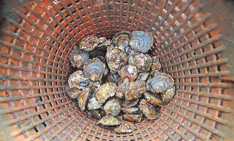 Cutting global emissions ‘the only way’ to safeguard seafood
