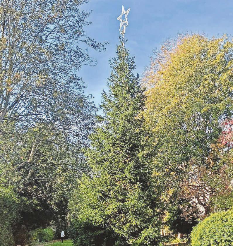 Christmas comes early to Clifton as tree is installed