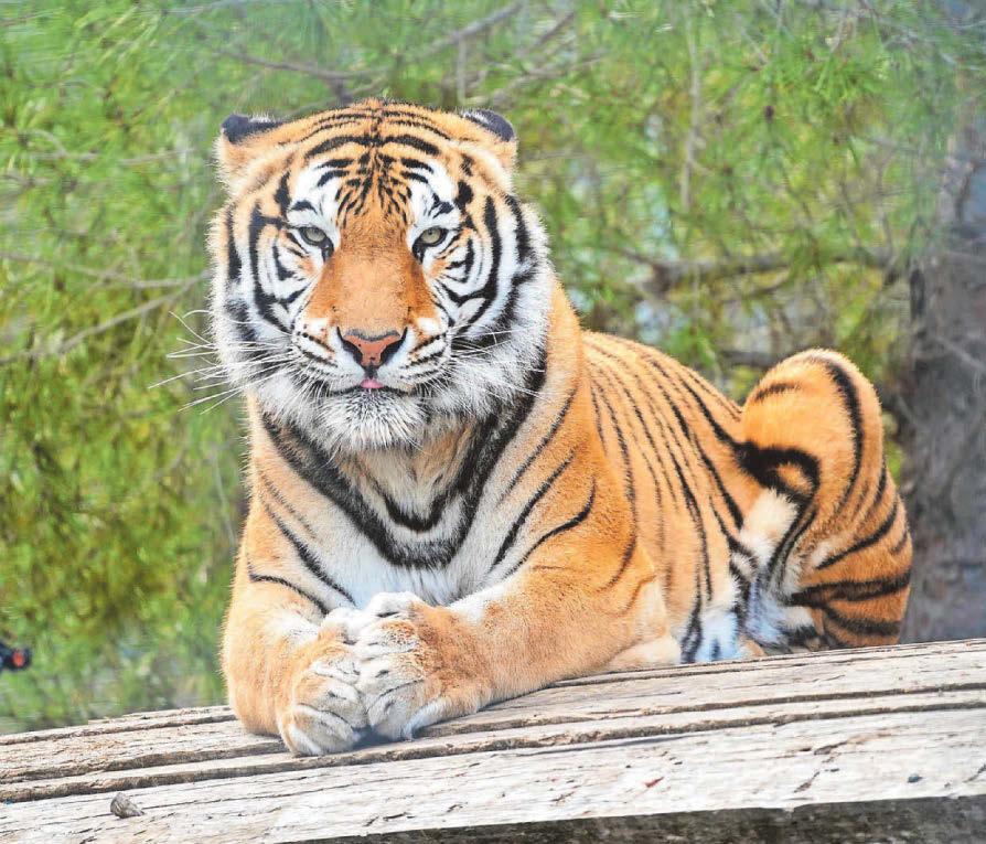 Stripe it lucky Rescued tiger Aqua settling into his new Bristol home