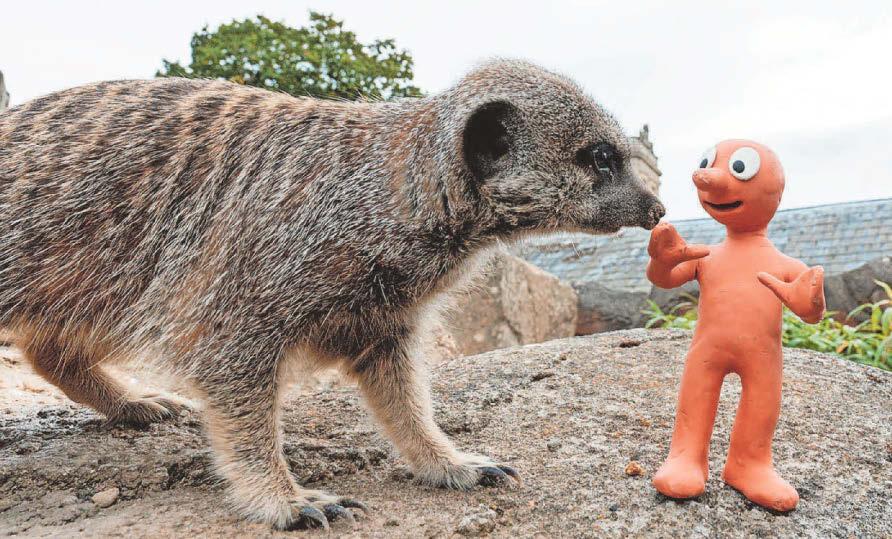 Morph meets meerkats ahead of light spectacular