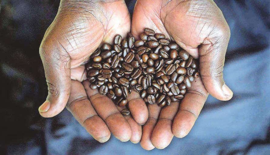 Study reveals climate threat to coffee, chocolate and wine