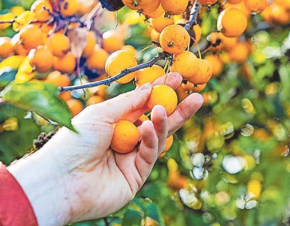 Nature's larder Wild diet helps forager Lewis save hundreds on food shop
