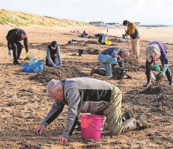 Pellet pollution on beach ‘likely’ to be from water treatment plant