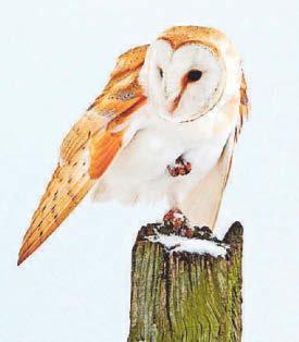 Unwrap Avon Wildlife Trusts' winter challenge and let nature bring you joy