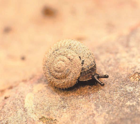 'Charming' hairy snail is focus for London conservation project