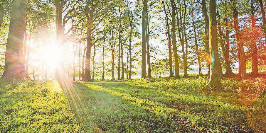 Park's aiming to plant a million more trees after passing target