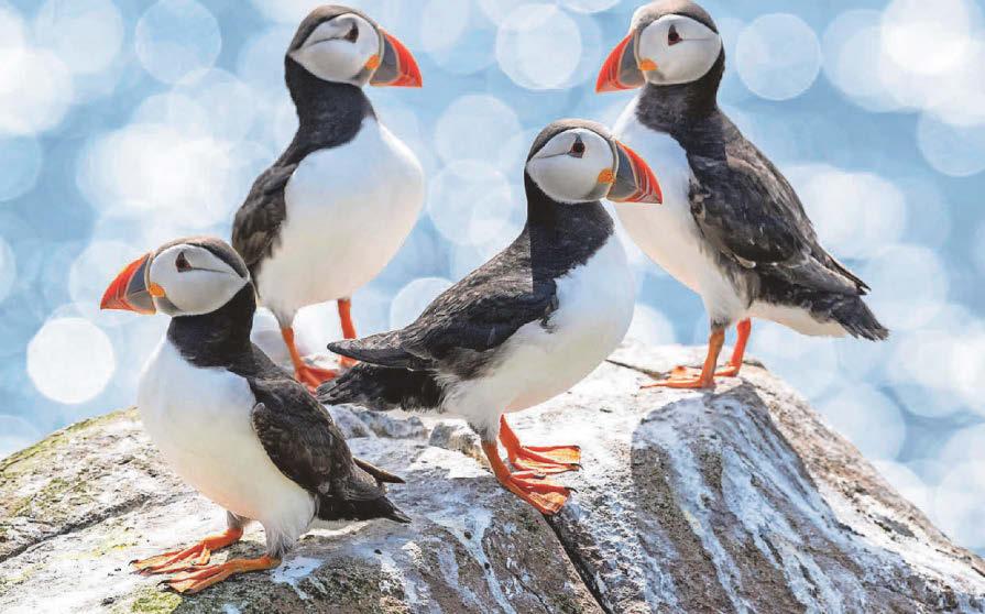 Farne Islands puffin numbers show drop of nearly a quarter