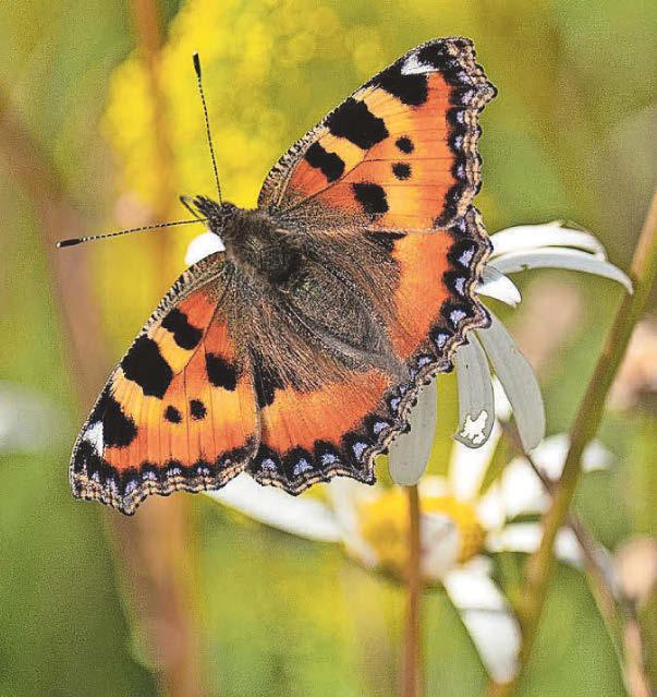 Much of England's nature is still in decline, figures show