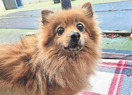 ‘Shocking’ Surge in animal neglect cases