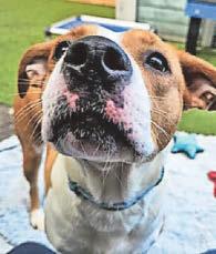 Soulmate search Four-legged friends needing a new home this Christmas