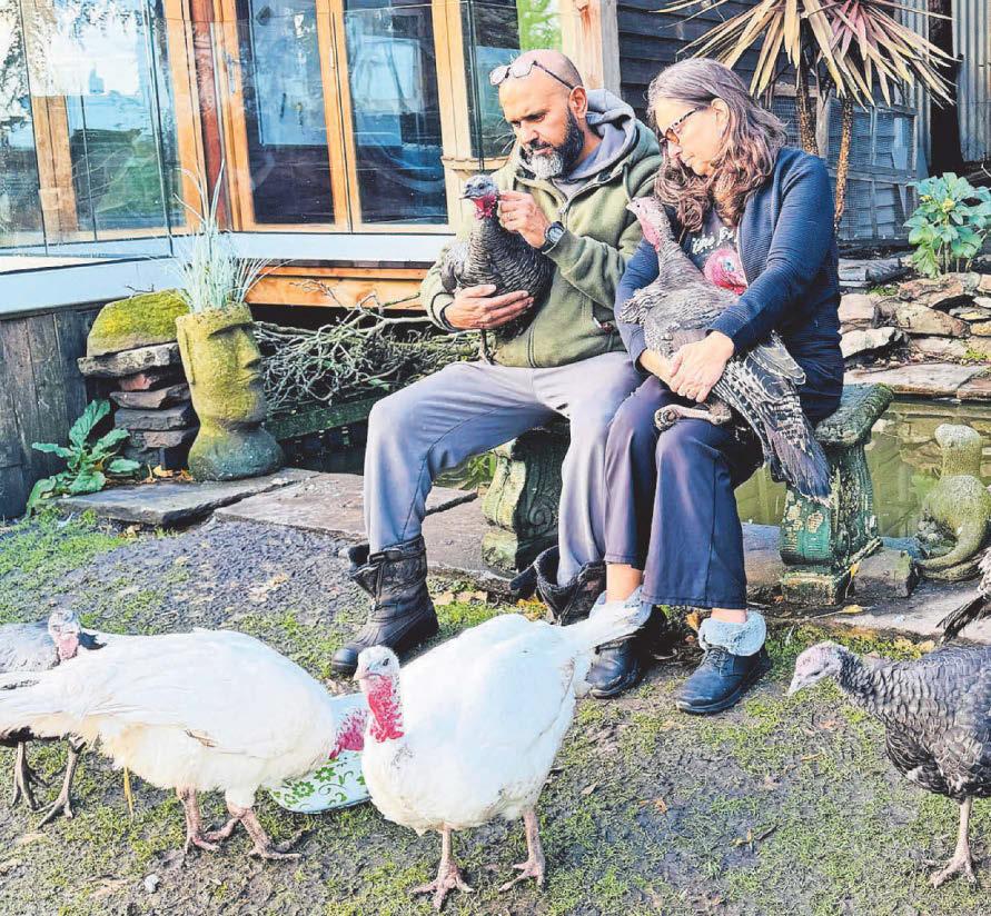 Happy Christmas for turkeys saved from the table