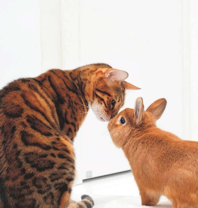 Getting jumpy over cat's fleas