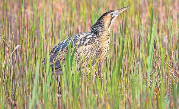 Booming bitterns among a year of wins for nature