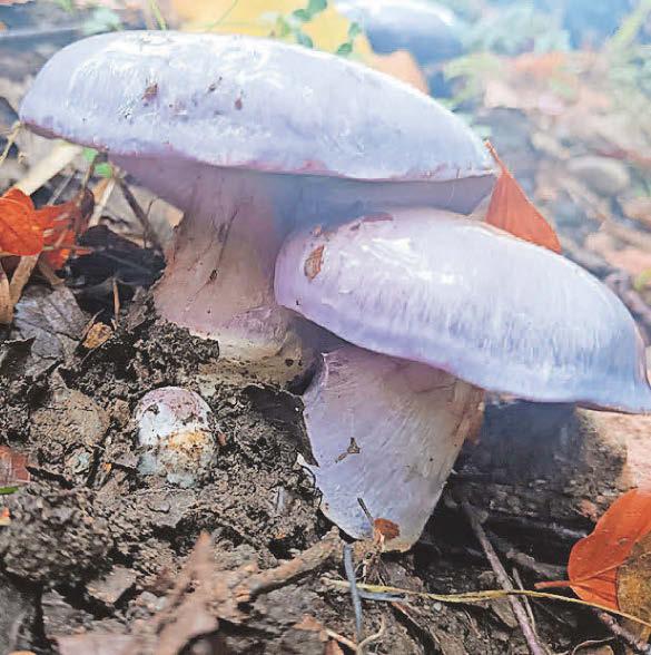 Seven rare species found at conservation charity sites