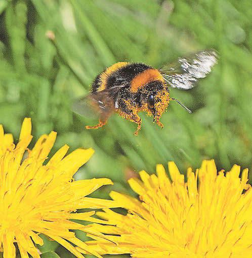 Warning changes to blooming patterns could put wildlife at risk