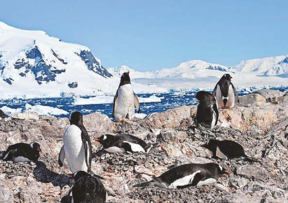 Penguins see shift in breeding season due to climate change
