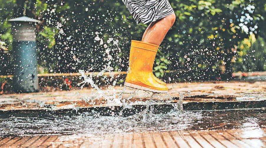 Rain gardens make a splash