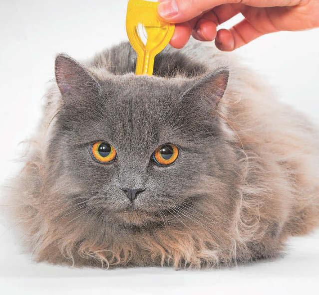 Keeping your cats flea free