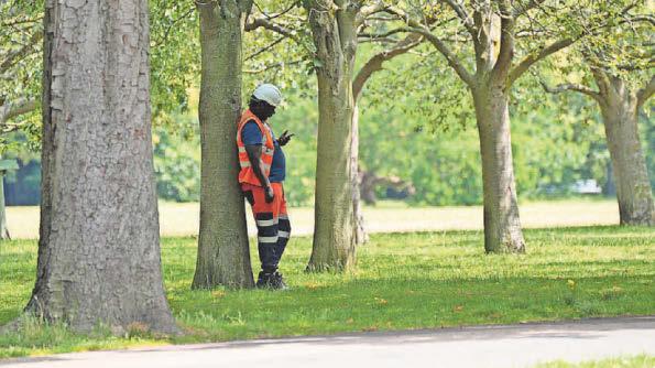 ‘Essential climate infrastructure’ of trees and plants can cool cities