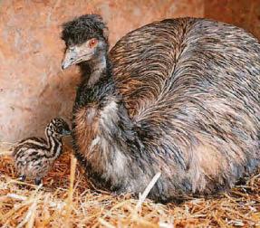 Cracking Easter for park's emu family