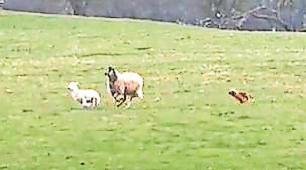Ewe filmed 'collapsing' as dog runs after lamb