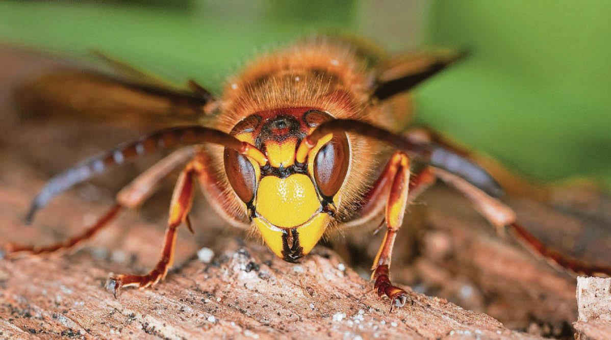 Expert advice Six insects we should all love