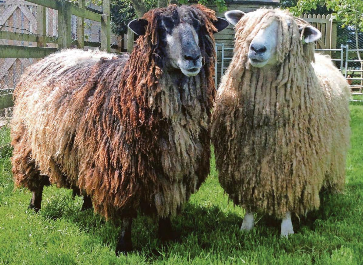 Fears over rare livestock breeds